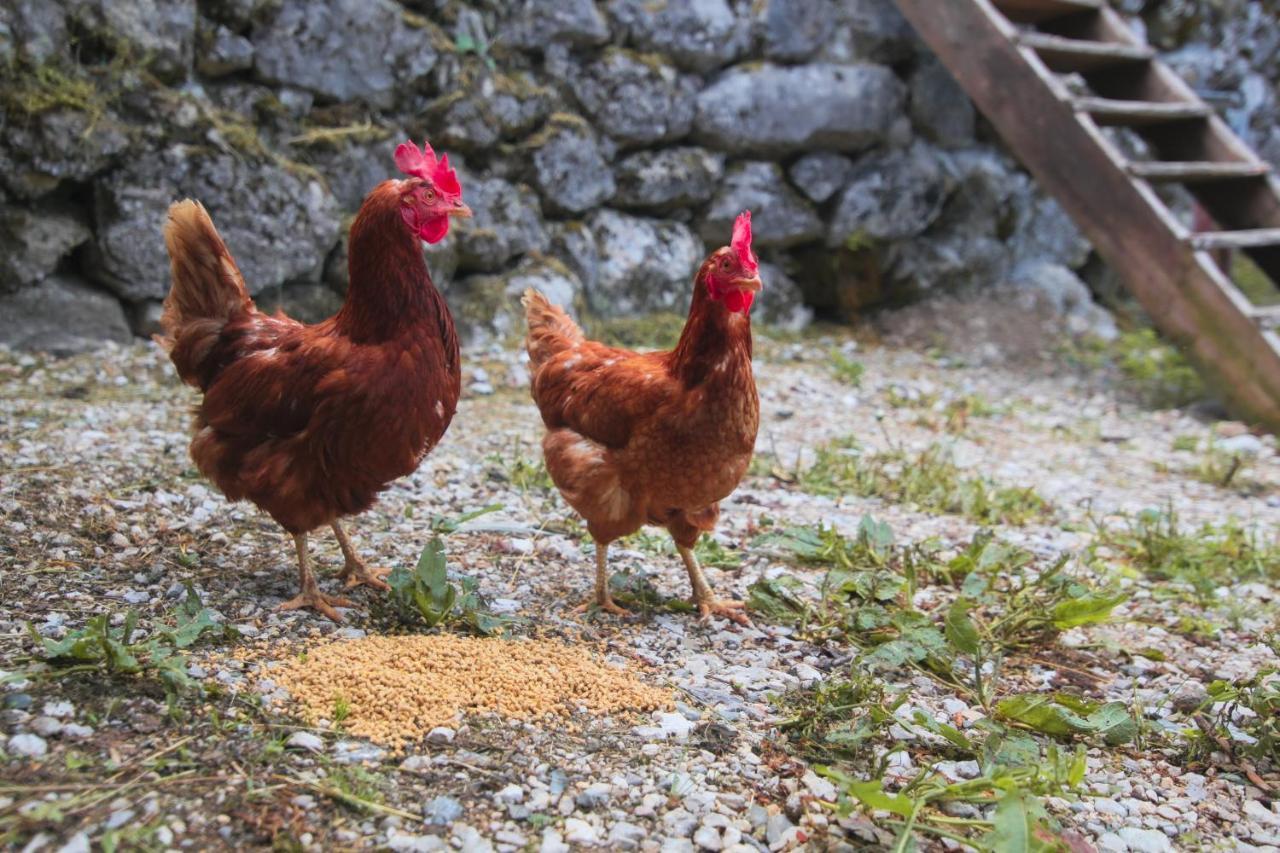 Apartma Gorski Razgled Srednja Vas v Bohinju Buitenkant foto